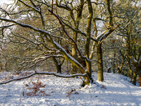 Wintery Woodland
