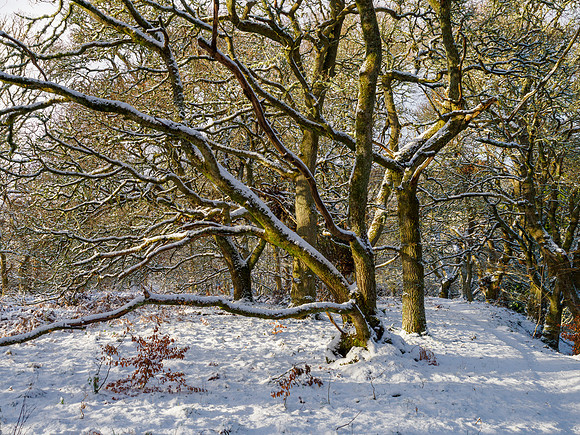Wintery Woodland