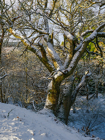 Wintery Woodland