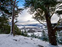 Wintery Woodland