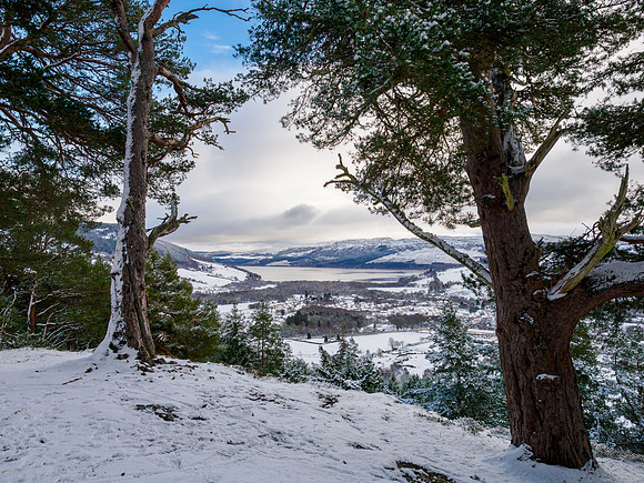 Wintery Woodland