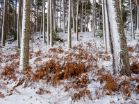 Wintery Woodland