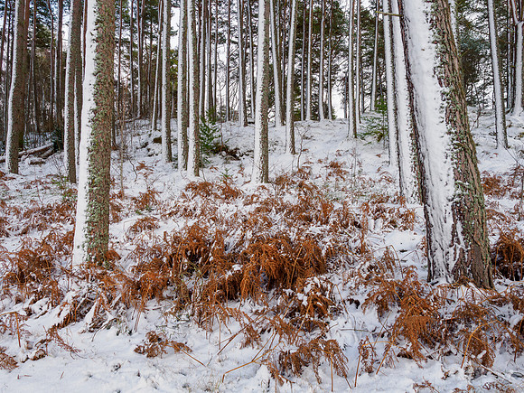 Wintery Woodland