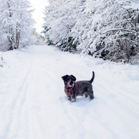 Winter Wonderland