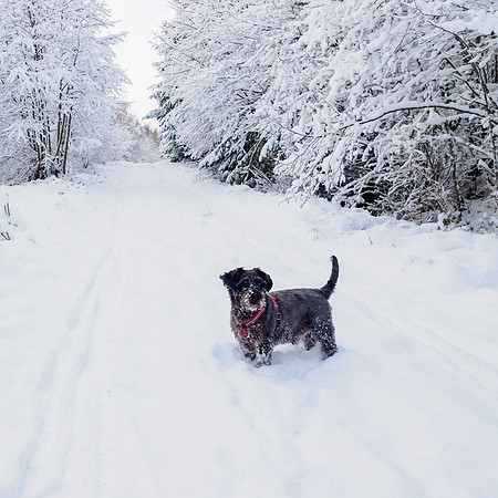 Winter Wonderland