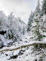 Winter Wonderland
