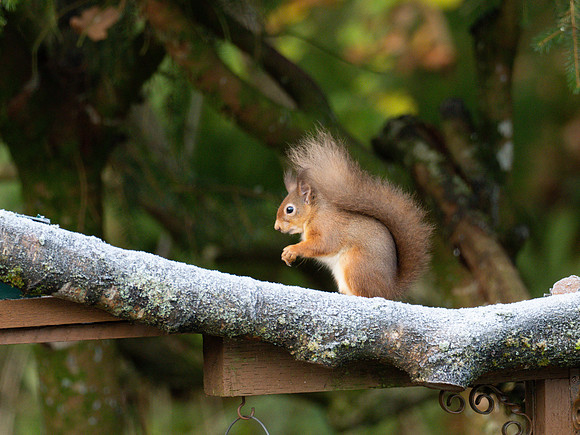 Red Squirrel (Sciurus vulgaris)