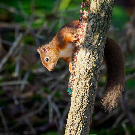 Red Squirrel (Sciurus vulgaris)