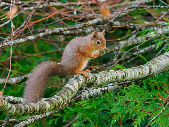 Red Squirrel (Sciurus vulgaris)