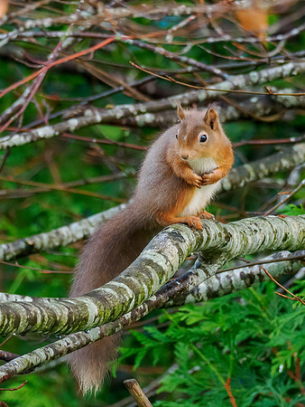 Red Squirrel (Sciurus vulgaris)