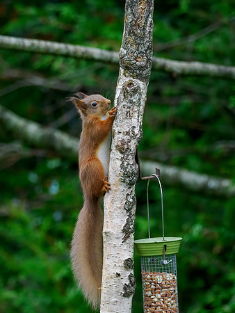 Red Squirrel (Sciurus vulgaris)