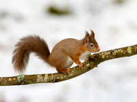Red Squirrel