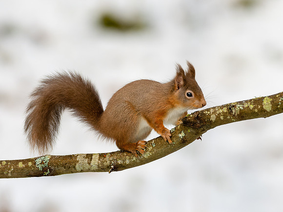 Red Squirrel