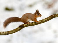 Red Squirrel