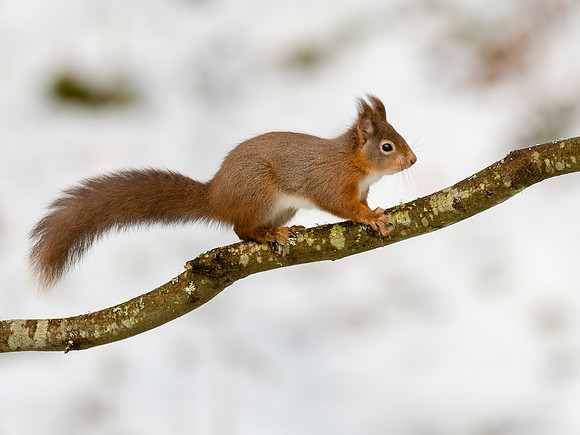 Red Squirrel