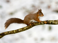 Snow Squirrel