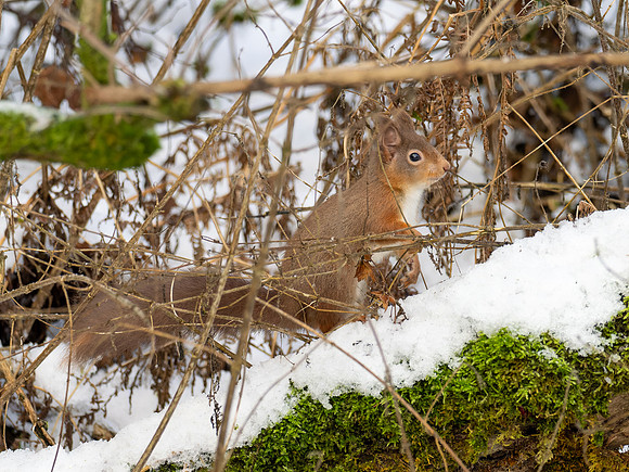 Red Squirrel