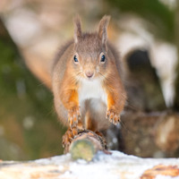 Red Squirrel
