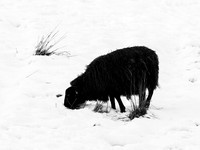 Black Sheep