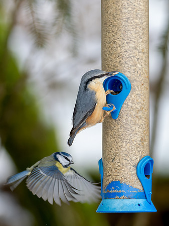 Nuthatch