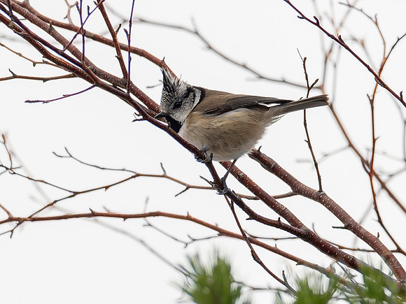 Crested Tit
