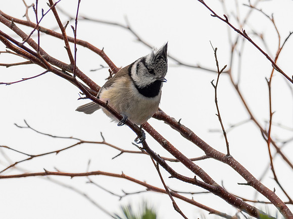 Crested Tit