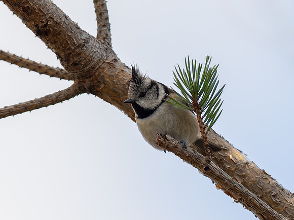 Crested Tit in Hiding