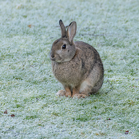 Garden Visitor