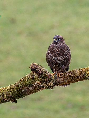 Common Buzzard