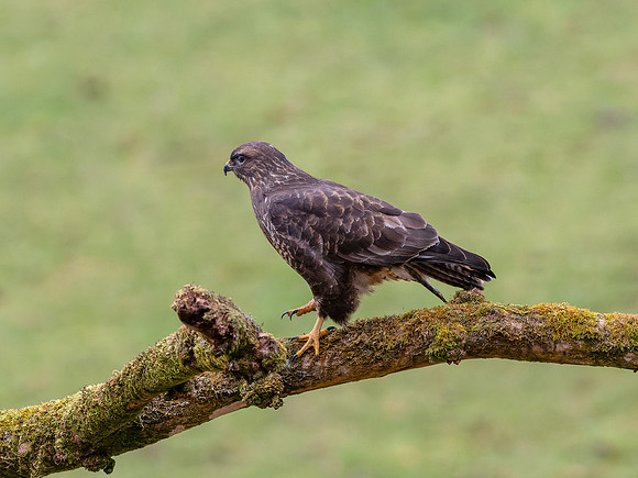 Common Buzzard