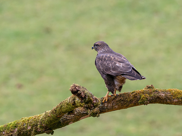 Common Buzzard