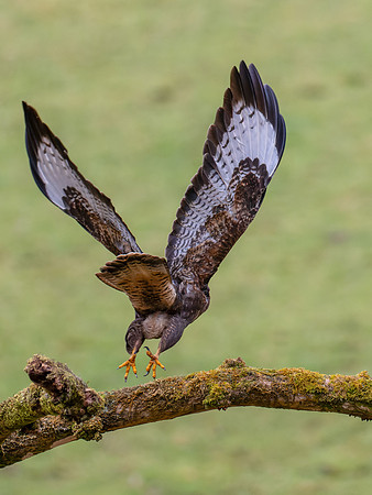 Common Buzzard