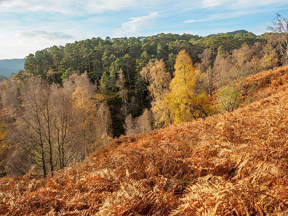Autumn Walk