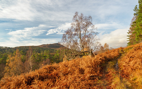 Autumn Walk
