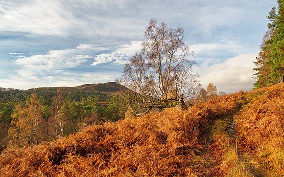 Autumn Walk