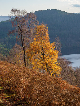 Autumn Walk