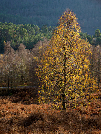 Autumn Walk
