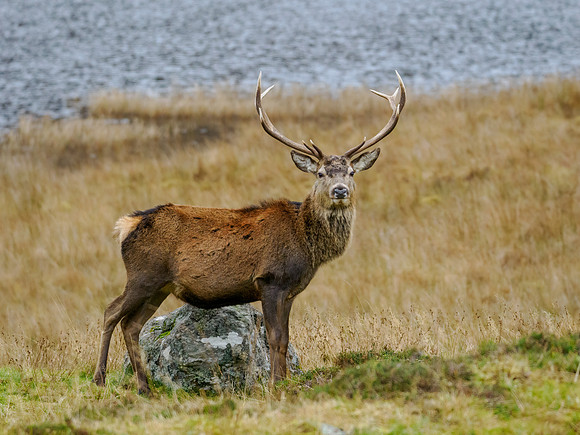 Red Deer Stag