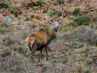 Red Deer Stag