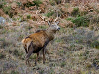 Red Deer Stag