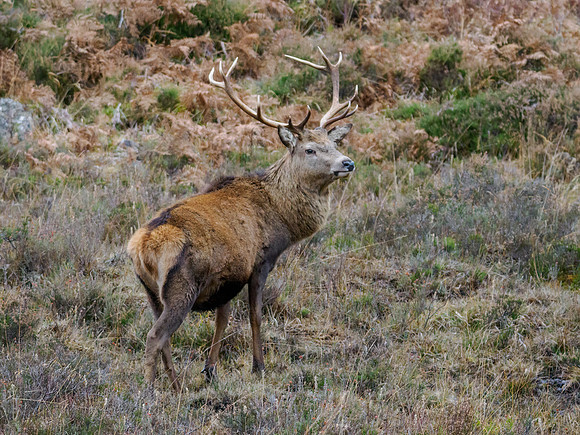 Red Deer Stag