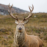Red Deer Stag