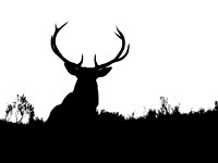 Red Deer Stag