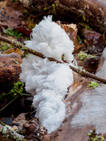 Hair Ice