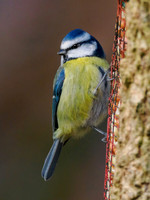 20221208-Garden Bird-OM018696-Edit