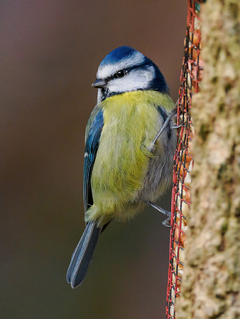 20221208-Garden Bird-OM018696-Edit