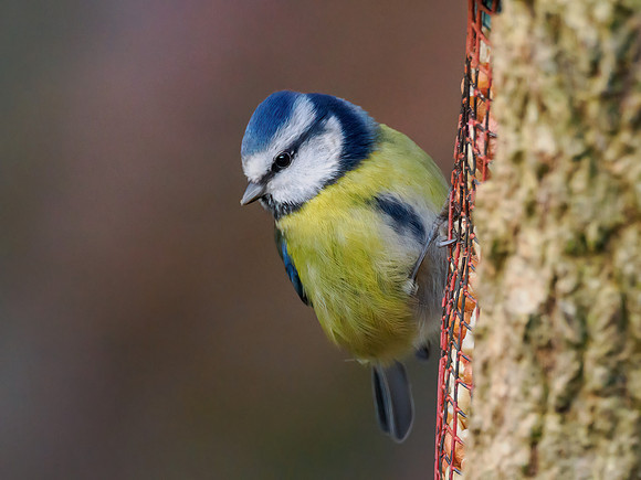 20221208-Garden Bird-OM018703-Edit
