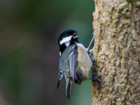 20221208-Garden Bird-OM018725