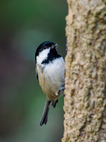 20221208-Garden Bird-OM018738