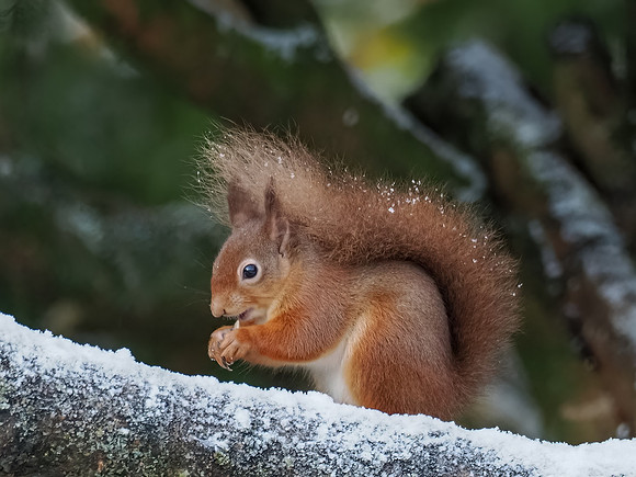 20221209-Garden Wildlife-OM018870